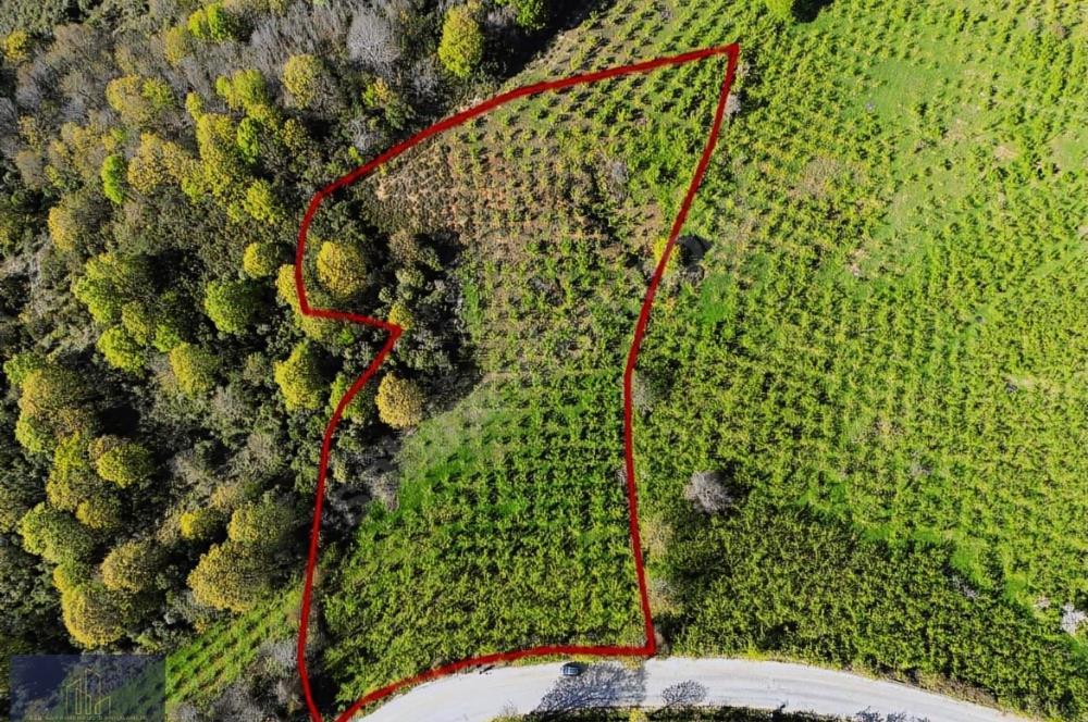 Pınarlıda yola cephe 7380m2 fındıklık